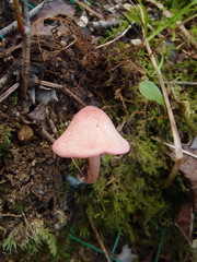Entoloma nipponicum
