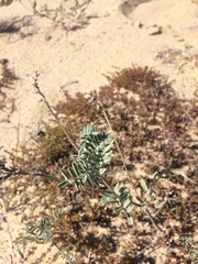 Astragalus olchonensis