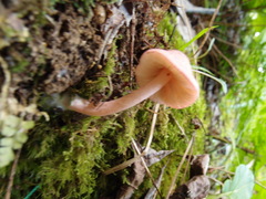 Entoloma nipponicum