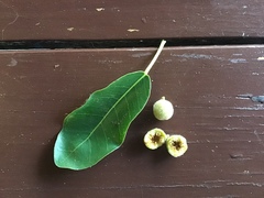 Ficus natalensis natalensis