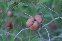 Acacia spirorbis