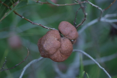 Acacia spirorbis