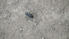 Somaticus