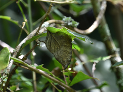 Consul electra electra