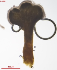 Trichoderma flavipes