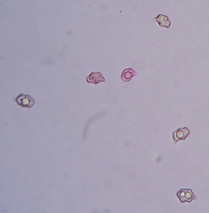 Entoloma nipponicum