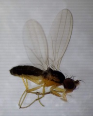 Anthomyzidae