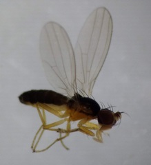 Anthomyzidae