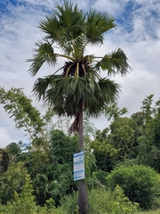 Borassus flabellifer