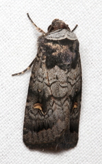 Proteuxoa restituta