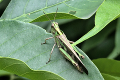 Aiolopus thalassinus