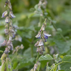 Crotalaria verrucosa