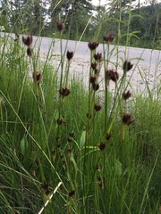 Juncus castaneus