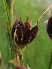 Juncus castaneus