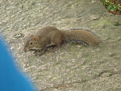 Callosciurus erythraeus