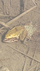 Pelophylax nigromaculatus
