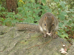 Callosciurus erythraeus