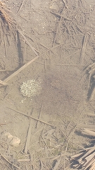 Pelophylax nigromaculatus