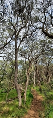 Banksia attenuata