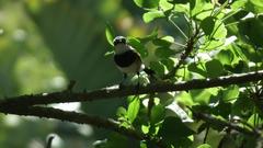 Batis capensis capensis