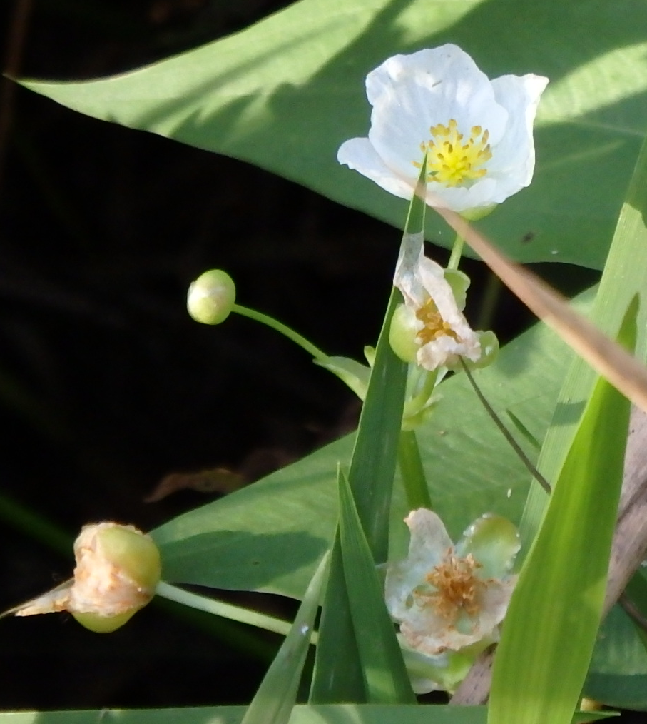 Image of Sagittaria engelmanniana by (c) Donna Fernstrom, some rights reserved (CC BY)