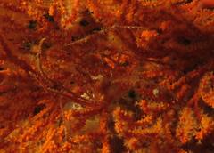 Macropodia falcifera