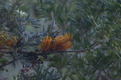 Grevillea robusta