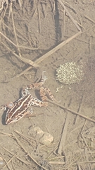 Pelophylax nigromaculatus