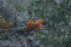 Grevillea robusta