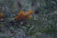 Grevillea robusta