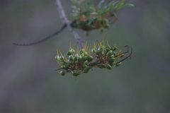 Grevillea robusta