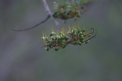 Grevillea robusta