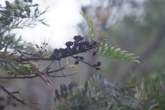 Grevillea robusta