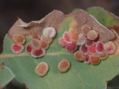 Atrusca trimaculosa
