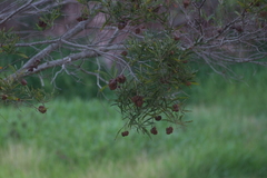 Acacia spirorbis