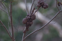 Acacia spirorbis