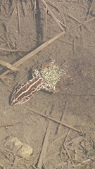 Pelophylax nigromaculatus
