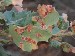Atrusca trimaculosa