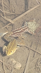 Pelophylax nigromaculatus