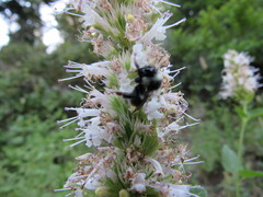 Bombus bifarius