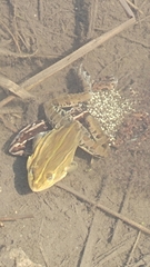 Pelophylax nigromaculatus