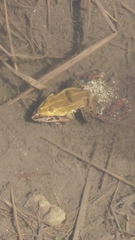 Pelophylax nigromaculatus
