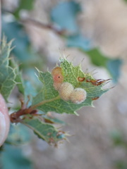 Atrusca trimaculosa
