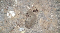 Pachydactylus maculatus