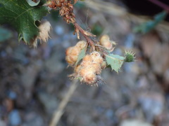 Atrusca trimaculosa