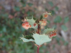 Atrusca trimaculosa
