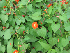 Ipomoea rubriflora