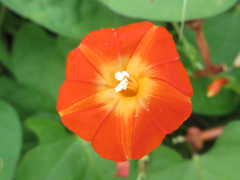 Ipomoea rubriflora