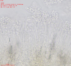 Trichoderma flavipes
