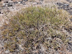 Reaumuria songarica